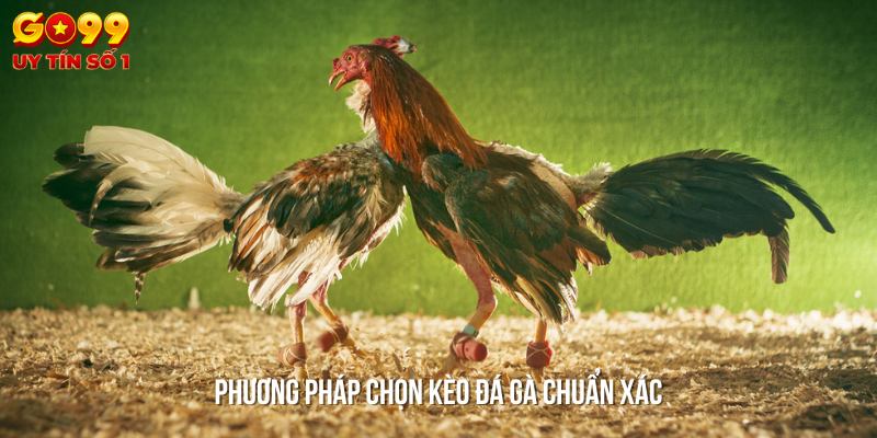 Bí quyết giúp bạn soi kèo đá gà Alo789 hiệu quả