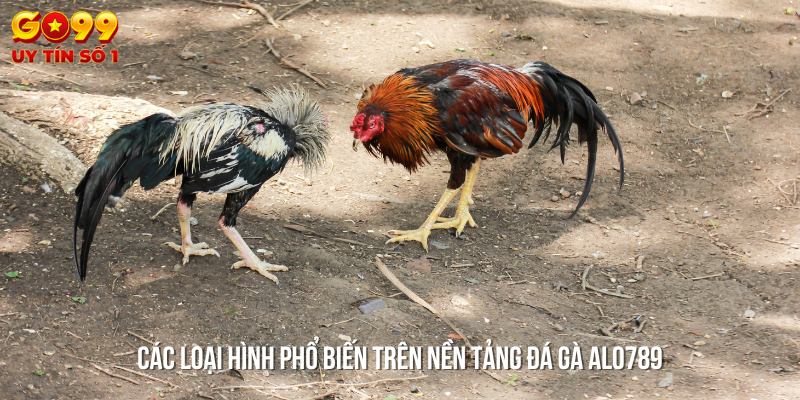 Các loại hình đá gà phổ biến - Lựa chọn đa dạng tại các sới gà chuyên nghiệp