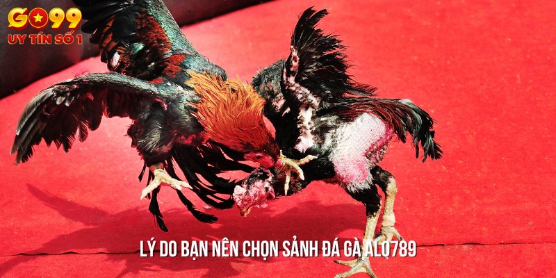 Lý do bạn nên chọn sảnh đá gà Alo789 - Đảm bảo công khai và minh bạch